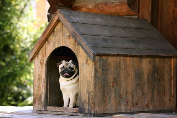 Dog House Installation