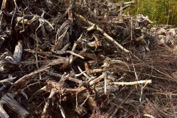 Tree And Brush Removal