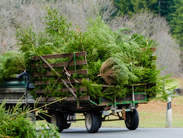 Tree Branch Hauling