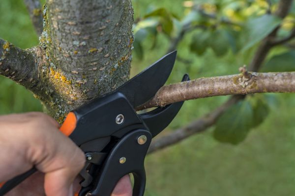 Tree Repair