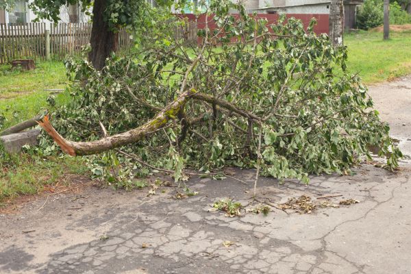 Lawn Debris Cleanup