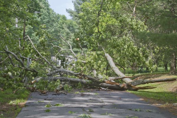 Brush Cleanup Service