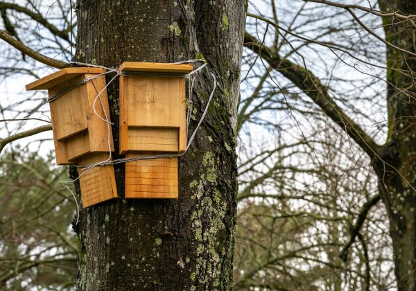 Bat Box Installation