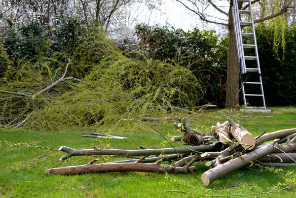 Brush Pile Removal