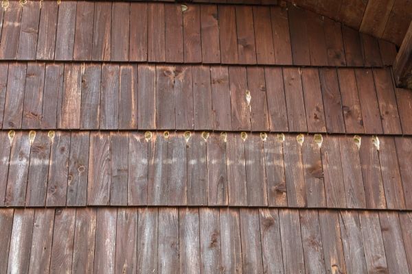 Woodpecker Cavity Repair