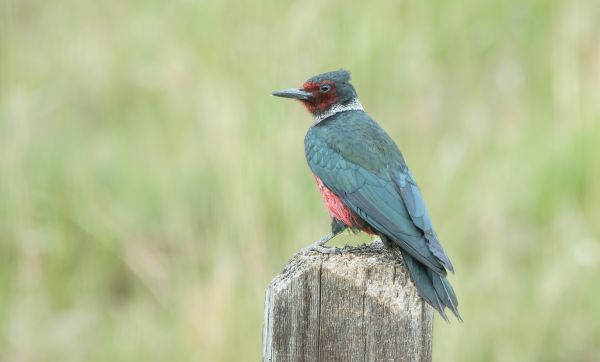 Woodpecker Damage Repair