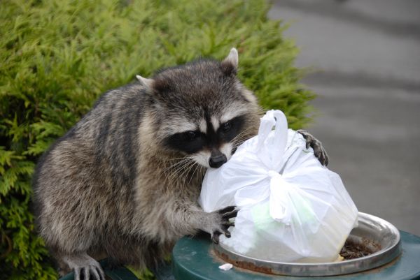 Wildlife Damage Control