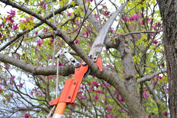 Branches Removal