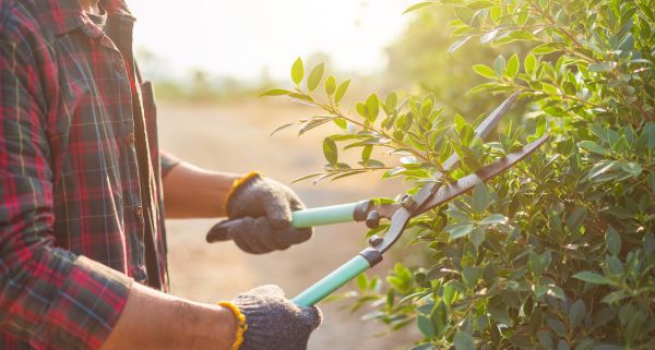 Shrubs Pruning