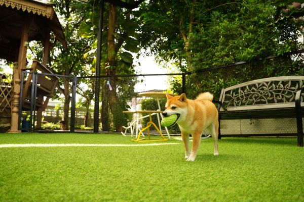 Pet Play Area Installation