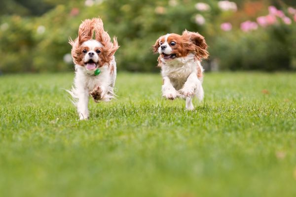 Electric Pet Fence Repair