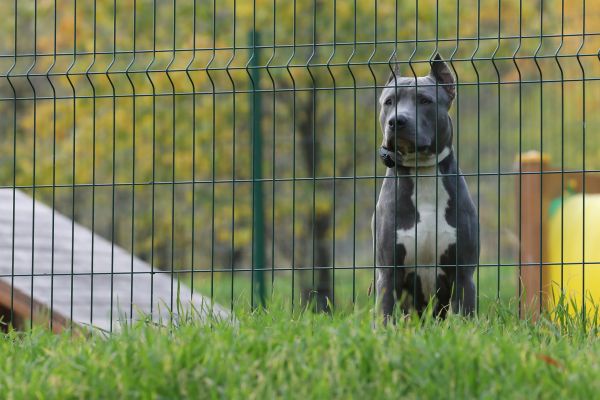Pet Containment Repair
