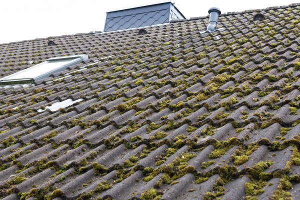 Moss Maintenance