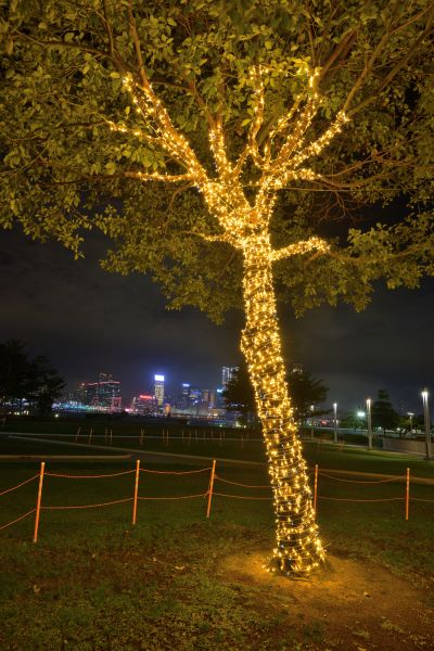 Seasonal Light Installation