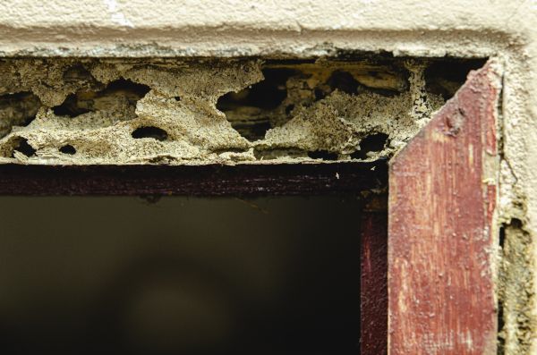 Door Frame Rot Repair