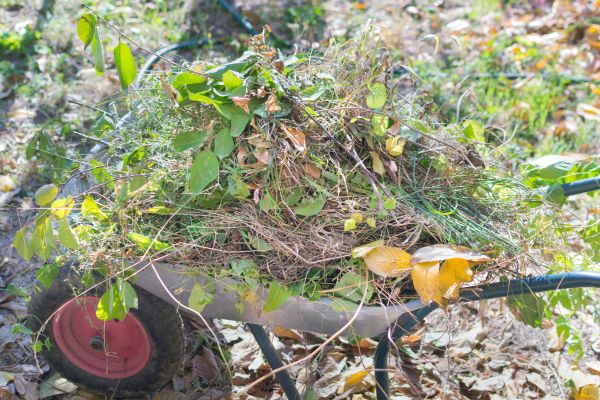 Backyard Vegetation Removal