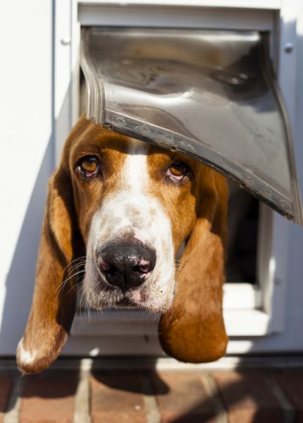 Dog Door Installation Service