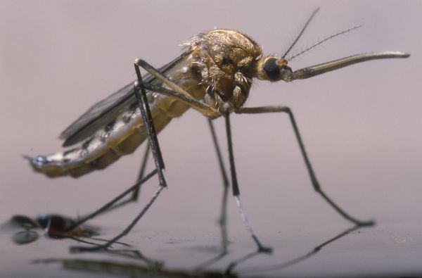 Mosquito Elimination