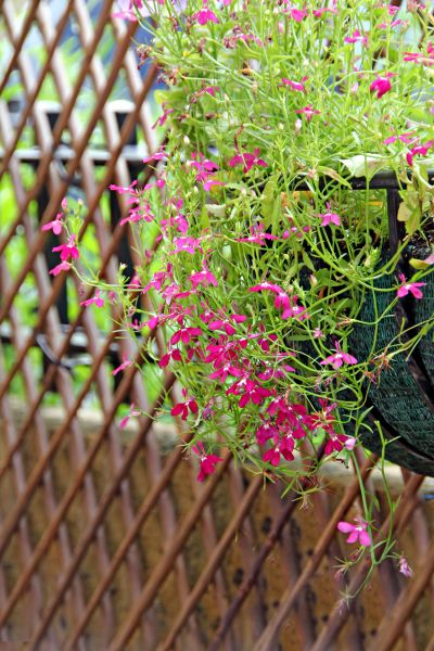 Lattice Trellis Installation
