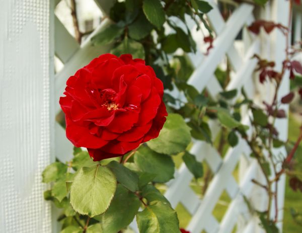 Fence Trellis Construction