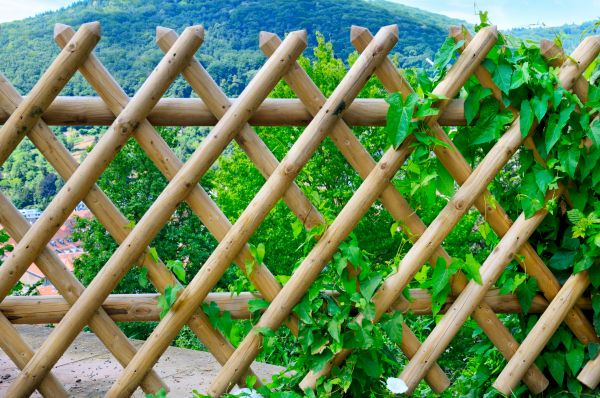 Wood Trellis Fence Repair