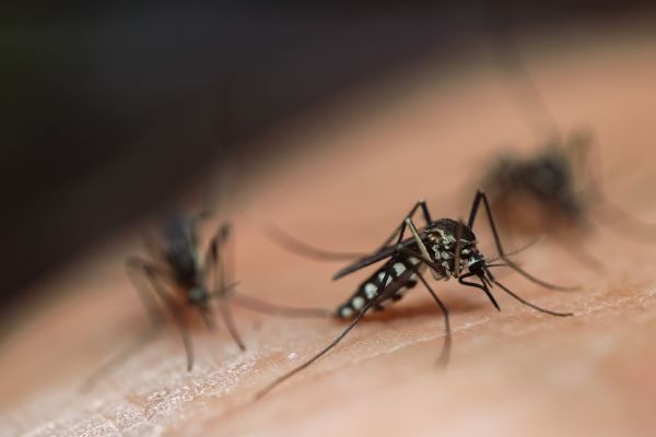 Mosquito Repellent Install