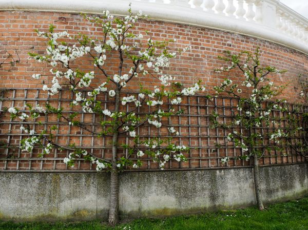 Arched Trellis Mounting