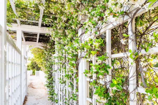 Trellis Mounting