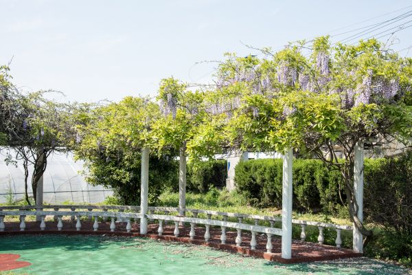 Grape Trellis Construction