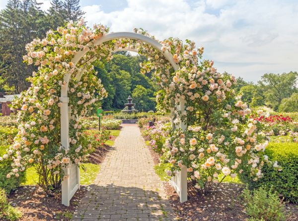 Rose Trellis Mounting