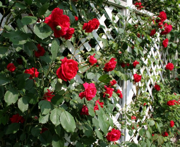 Rose Trellis Assembly