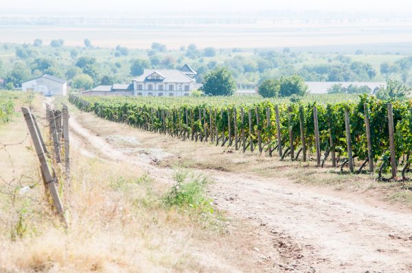 Vineyard Trellis Building