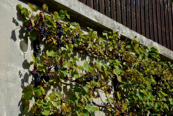 Wall Trellis Placement