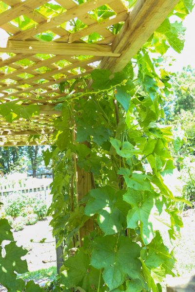Garden Trellis Building