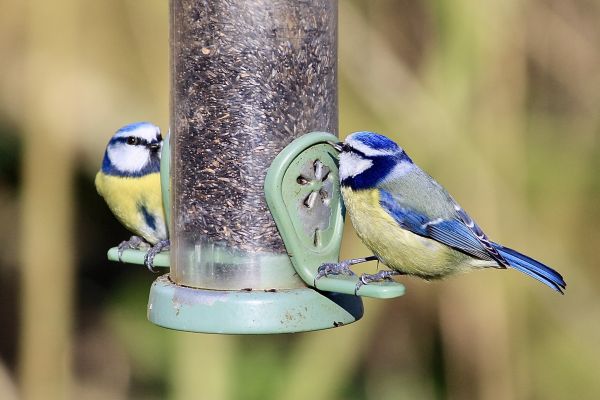 Bird Feeder Hanging