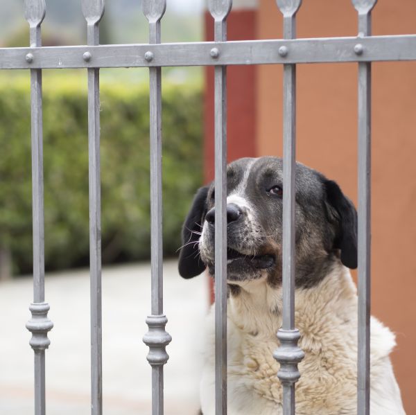 Pet Fencing Installation