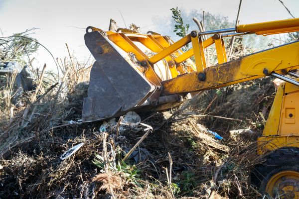 Undergrowth Clearance